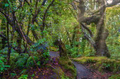 New Zealand North Island Forest2